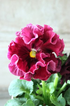 画像3: Robe de Antoinette〜ローブ・ドゥ・アントワネット〜 No.59