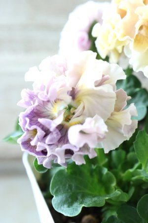 画像2: Robe de Antoinette〜ローブ・ドゥ・アントワネット〜 No.44