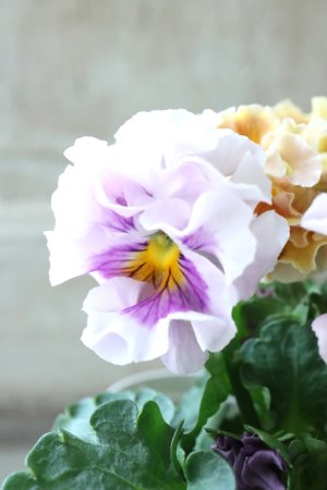 画像5: Robe de Antoinette〜ローブ・ドゥ・アントワネット〜 No.44