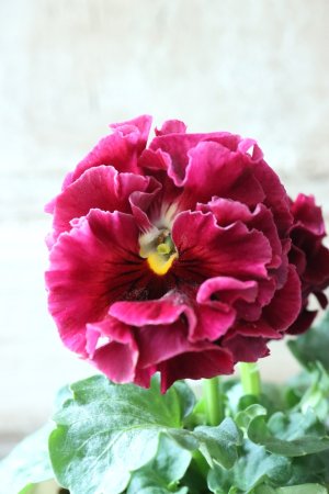 画像3: Robe de Antoinette〜ローブ・ドゥ・アントワネット〜 No.41