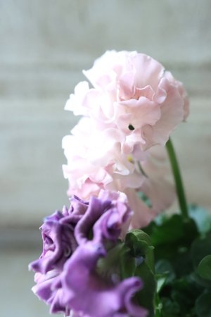 画像4: Robe de Antoinette〜ローブ・ドゥ・アントワネット〜 No.60