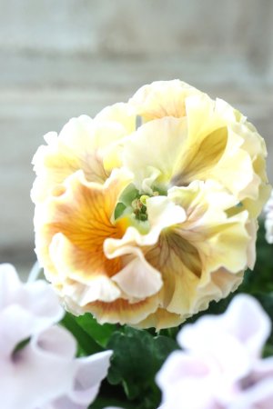 画像4: Robe de Antoinette〜ローブ・ドゥ・アントワネット〜 No.44