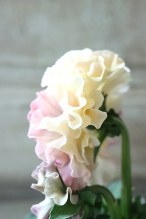 画像4: Robe de Antoinette〜ローブ・ドゥ・アントワネット〜 No.54