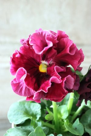 画像2: Robe de Antoinette〜ローブ・ドゥ・アントワネット〜 No.59