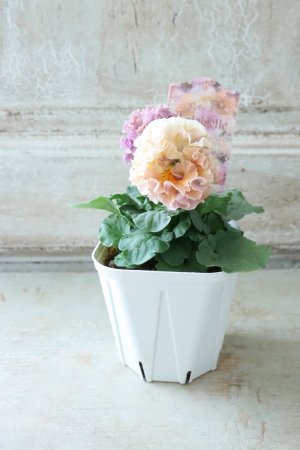 画像7: Robe de Antoinette〜ローブ・ドゥ・アントワネット〜 No.52