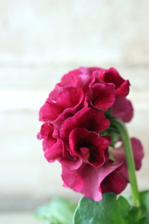 画像4: Robe de Antoinette〜ローブ・ドゥ・アントワネット〜 No.45