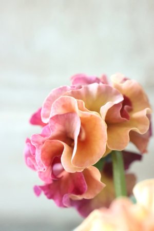 画像6: Robe de Antoinette〜ローブ・ドゥ・アントワネット〜 No.53