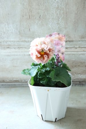 画像5: Robe de Antoinette〜ローブ・ドゥ・アントワネット〜 No.55