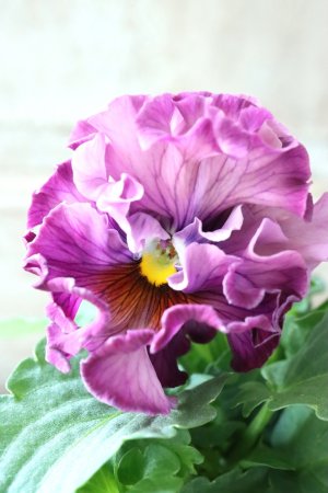 画像2: Robe de Antoinette〜ローブ・ドゥ・アントワネット〜 No.58