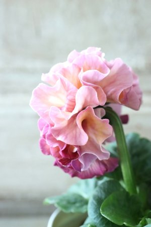 画像4: Robe de Antoinette〜ローブ・ドゥ・アントワネット〜 No.42