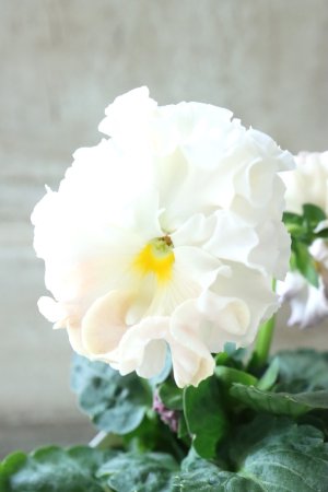 画像1: Robe de Antoinette〜ローブ・ドゥ・アントワネット〜 No.57