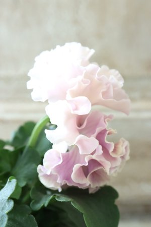 画像4: Robe de Antoinette〜ローブ・ドゥ・アントワネット〜 No.47