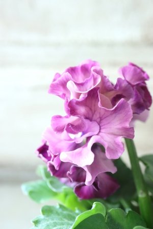 画像4: Robe de Antoinette〜ローブ・ドゥ・アントワネット〜 No.58