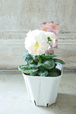 画像5: Robe de Antoinette〜ローブ・ドゥ・アントワネット〜 No.57