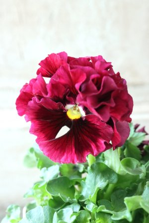 画像3: Robe de Antoinette〜ローブ・ドゥ・アントワネット〜 No.45