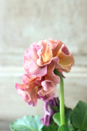 画像4: Robe de Antoinette〜ローブ・ドゥ・アントワネット〜 No.50