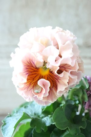 画像2: Robe de Antoinette〜ローブ・ドゥ・アントワネット〜 No.55