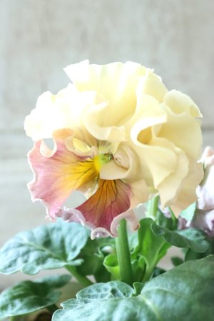 画像1: Robe de Antoinette〜ローブ・ドゥ・アントワネット〜 No.56