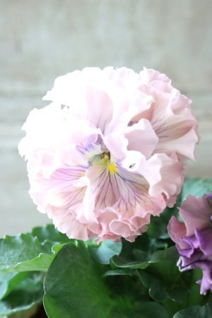 画像2: Robe de Antoinette〜ローブ・ドゥ・アントワネット〜 No.60