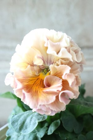 画像2: Robe de Antoinette〜ローブ・ドゥ・アントワネット〜 No.52