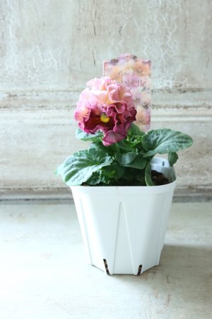 画像5: Robe de Antoinette〜ローブ・ドゥ・アントワネット〜 No.42