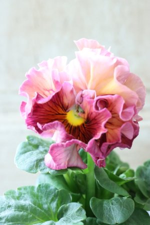 画像1: Robe de Antoinette〜ローブ・ドゥ・アントワネット〜 No.42