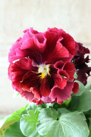 画像2: Robe de Antoinette〜ローブ・ドゥ・アントワネット〜 No.48