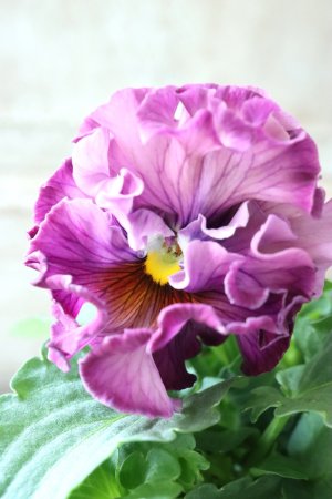 画像1: Robe de Antoinette〜ローブ・ドゥ・アントワネット〜 No.58