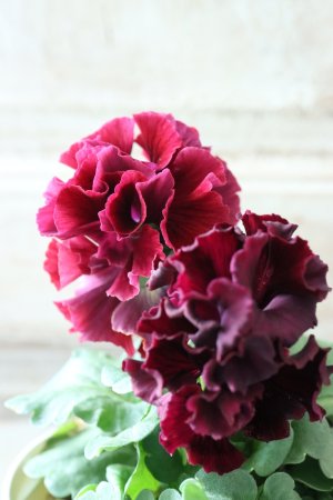 画像4: Robe de Antoinette〜ローブ・ドゥ・アントワネット〜 No.48