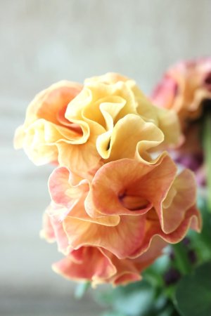 画像5: Robe de Antoinette〜ローブ・ドゥ・アントワネット〜 No.53