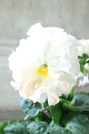 画像2: Robe de Antoinette〜ローブ・ドゥ・アントワネット〜 No.57