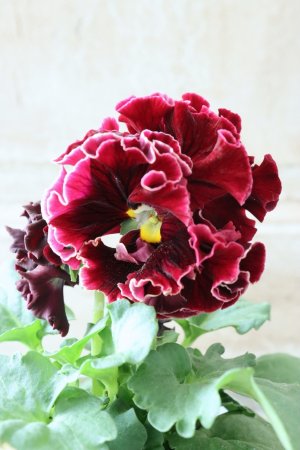 画像1: Robe de Antoinette〜ローブ・ドゥ・アントワネット〜 No.49