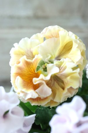 画像3: Robe de Antoinette〜ローブ・ドゥ・アントワネット〜 No.44