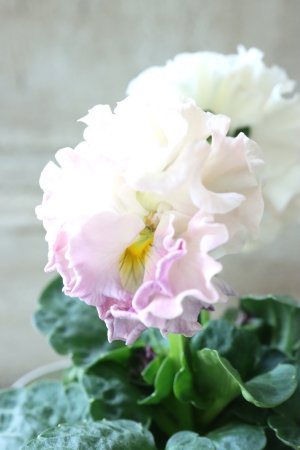 画像3: Robe de Antoinette〜ローブ・ドゥ・アントワネット〜 No.57