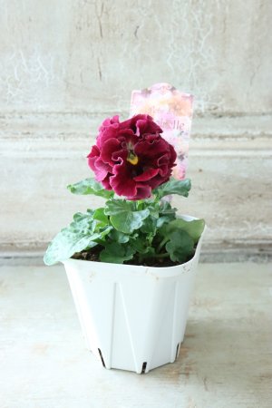 画像5: Robe de Antoinette〜ローブ・ドゥ・アントワネット〜 No.41