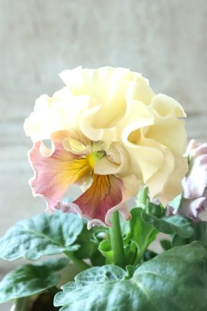 画像2: Robe de Antoinette〜ローブ・ドゥ・アントワネット〜 No.56