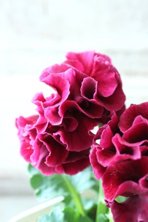 画像4: Robe de Antoinette〜ローブ・ドゥ・アントワネット〜 No.41