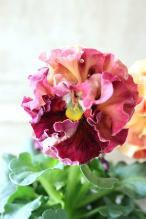 画像2: Robe de Antoinette〜ローブ・ドゥ・アントワネット〜 No.53