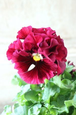 画像1: Robe de Antoinette〜ローブ・ドゥ・アントワネット〜 No.45