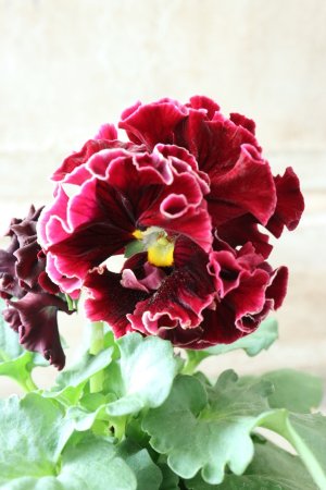 画像3: Robe de Antoinette〜ローブ・ドゥ・アントワネット〜 No.49