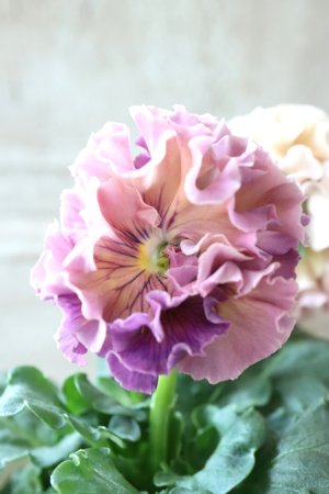 画像5: Robe de Antoinette〜ローブ・ドゥ・アントワネット〜 No.52