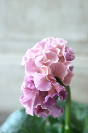 画像6: Robe de Antoinette〜ローブ・ドゥ・アントワネット〜 No.52