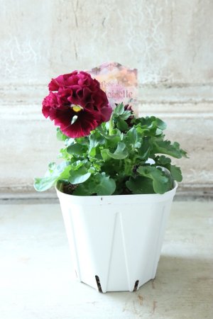 画像5: Robe de Antoinette〜ローブ・ドゥ・アントワネット〜 No.45