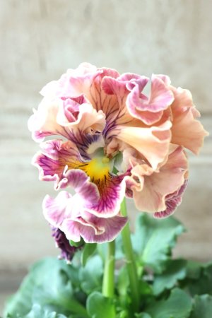 画像1: Robe de Antoinette〜ローブ・ドゥ・アントワネット〜 No.65