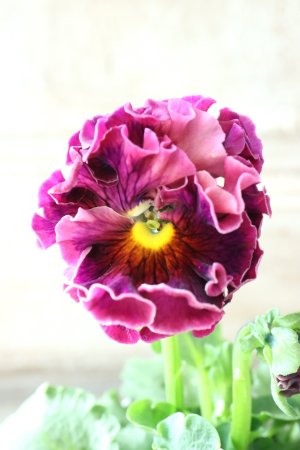 画像2: Robe de Antoinette〜ローブ・ドゥ・アントワネット〜 No.79