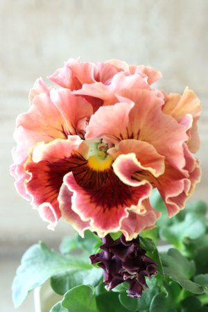 画像3: Robe de Antoinette〜ローブ・ドゥ・アントワネット〜 No.66