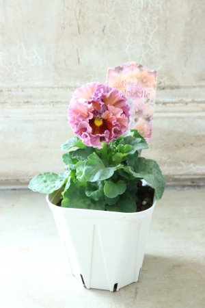 画像5: Robe de Antoinette〜ローブ・ドゥ・アントワネット〜 No.68