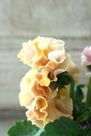 画像5: Robe de Antoinette〜ローブ・ドゥ・アントワネット〜 No.71