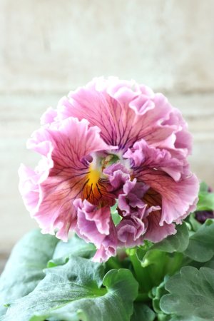 画像1: Robe de Antoinette〜ローブ・ドゥ・アントワネット〜 No.64