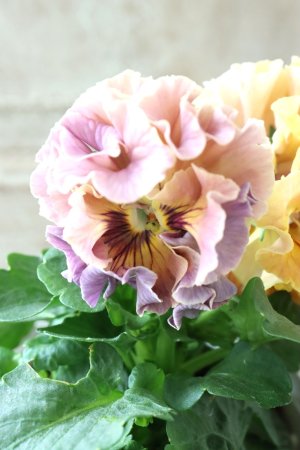 画像4: Robe de Antoinette〜ローブ・ドゥ・アントワネット〜 No.71